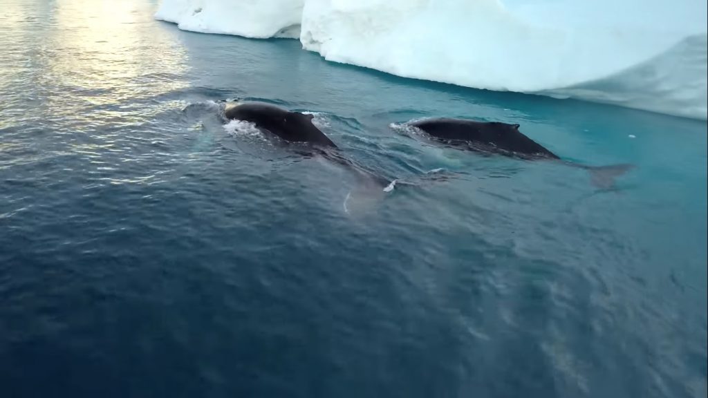 animales árticos afectados por el deshielo