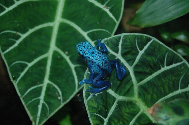 Mecanismos de defensa tóxicos de ranas