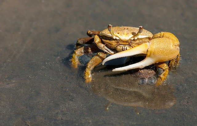 algunos crustáceos pueden regenerar sus pinzas