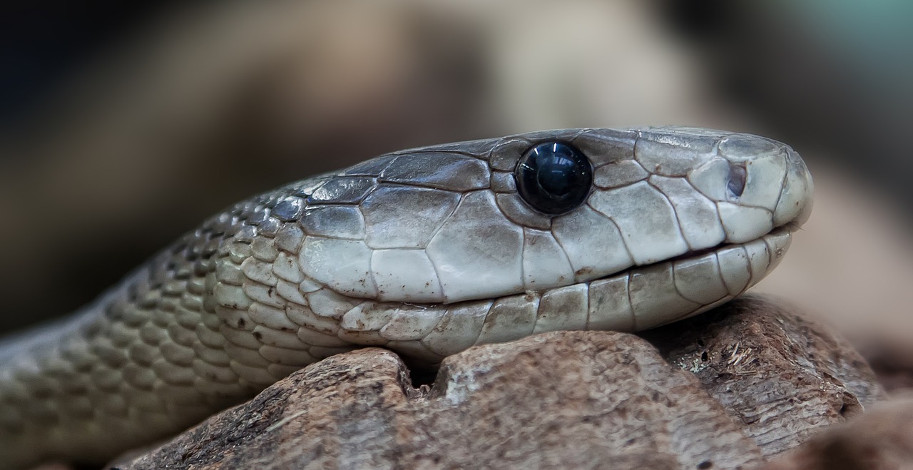 La mamba negra