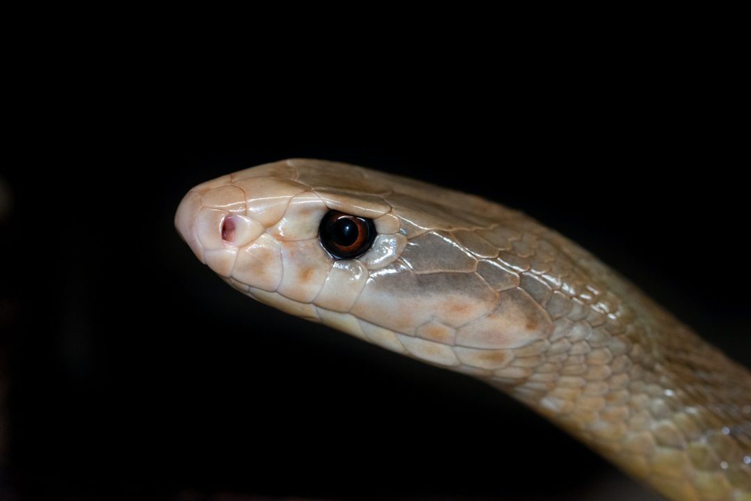 Taipan de interior
