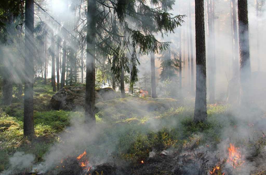 ¿qué Son Los Incendios Forestales Cuidaelmedioambiente