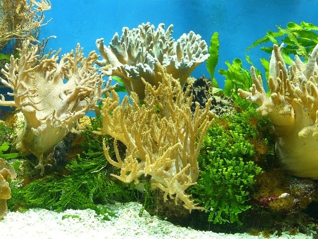 peligroso para los corales