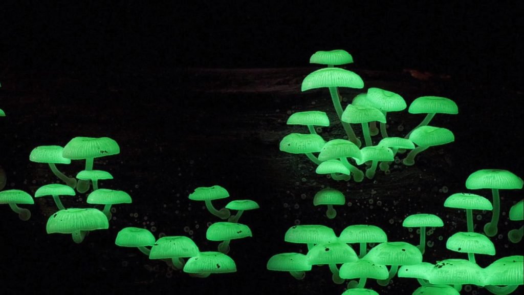 hongos bioluminiscentes
