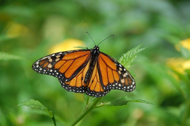 Las mariposas monarca pueden ser tóxicas dependiendo de la alimentación de sus larvas