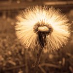 La dispersion de semillas