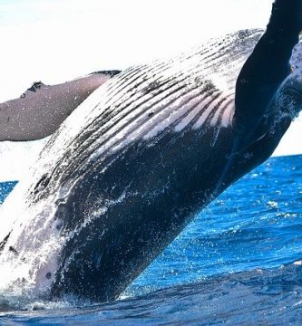 Los hábitats marinos y la importancia de los océanos