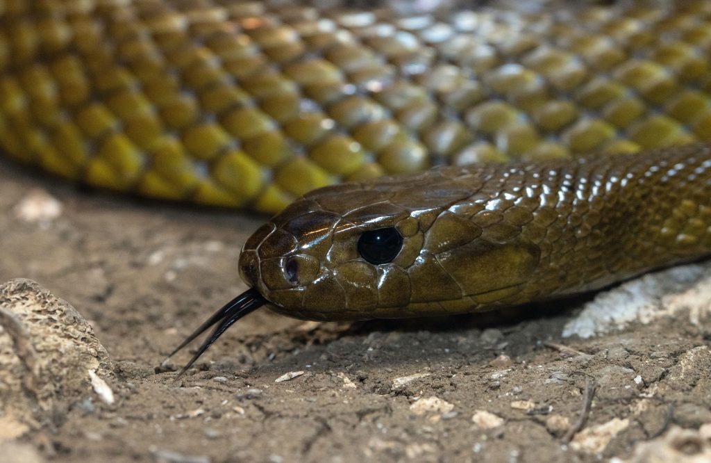Las serpientes más letales de la tierra