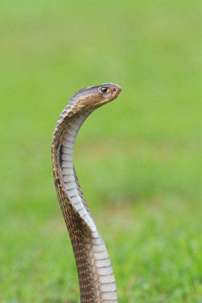 cobra filipina
