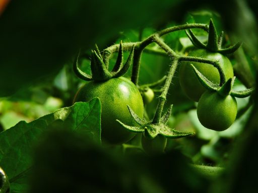 Cultivos de primavera verano