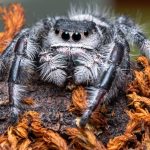 La toxicología a lo largo de la historia